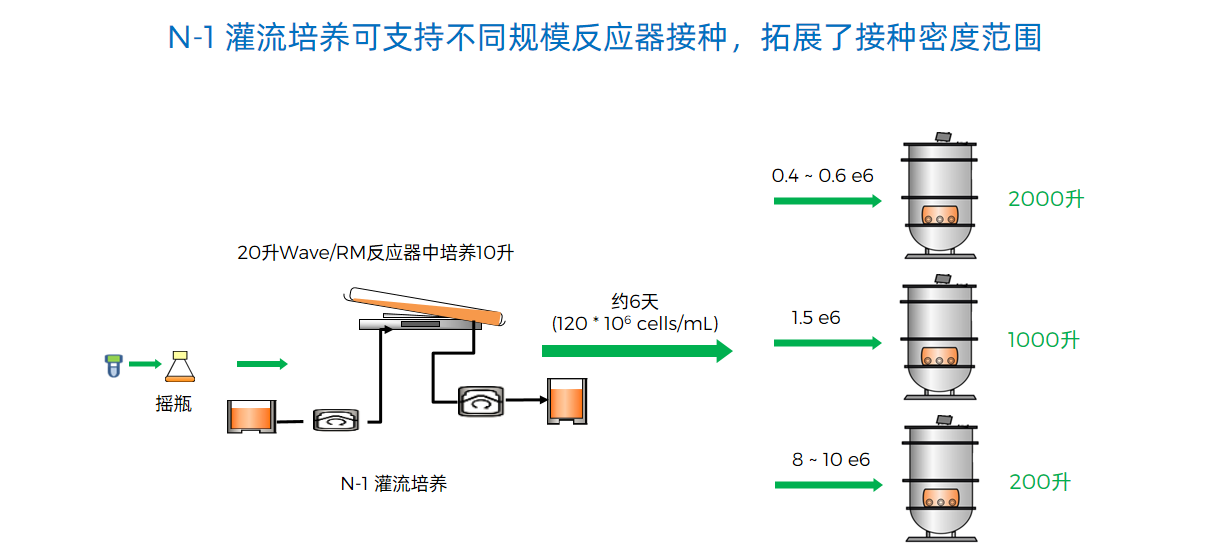 N-1 灌流培养可支持不同规模反应器接种，拓展了接种密度范围